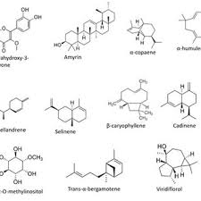 Image result for Helichrysum kraussii