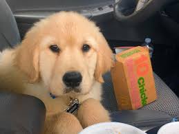 Golden retriever brings so much love to life