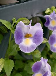 Image result for Torenia thouarsii