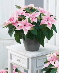 Von osten strahlt ein stern herein mit wunderbarem hellem schein, es naht, es naht ein himmlisches licht, das sich in tausend. Der Weihnachtsstern Ein Winterlicher Exot Weihnachtsstern Pflanze Blumentopf Design Topfblumen