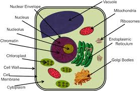 The cytoskeleton has three different protein element types. Chromatin Drawing Microvilli Cytoskeleton In Animal Cell Project Clipart Large Size Png Image Pikpng