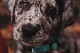 For sale lab puppies, all black 10 puppies available. Introducing The Aussiedor Australian Shepherd Lab Mix Animalso