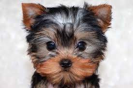 This Comprehensive Quiz Will Determine Your Ideal College Major Teacup Yorkie Puppy Yorkie Puppy For Sale Yorkie Puppy
