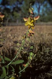 Image result for Crotalaria oocarpa