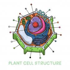 Maybe you would like to learn more about one of these? Premium Vector Vector Sketching Illustrations Schematic Structure Of Plant Cell