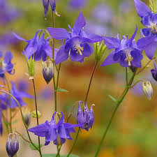 Image result for Aquilegia vulgaris Tower Mix