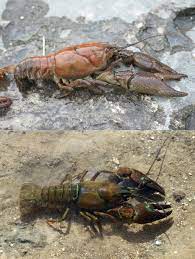 I know where i can collect huge crawdads by the bucket full with just a chicken gizzard on a string and a dip net. Crayfish Lowimpact Orglow Impact Living Info Training Products Services