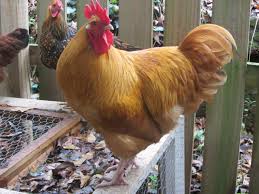 Backyard rotisserie chicken serves fresh american and latin american specialties for lunch and dinner. Sweet Buff Orpington Roo Needs A New Home In Atlanta Ga Backyard Chickens Learn How To Raise Chickens