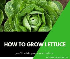 When you do that, the plant dies. How To Grow Lettuce At Home Farm Food Family
