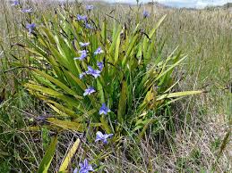 Image result for Aristea angolensis