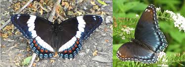 It is considered to be a batesian mimic of the poisonous pipe vine swallowtail, battus philenor (linnaeus), with which it is sympatric. Red Spotted Purple White Admiral Living With Insects Blog