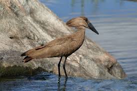 Birds Of South Africa Images South African Birds South African Birds African Wildlife African Animals