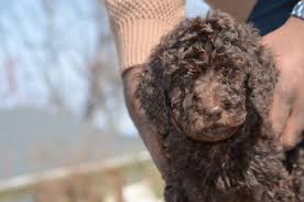 Maybe you would like to learn more about one of these? Best Labradoodle Breeders