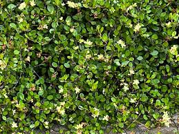 Image result for Lysimachia tenuicaulis