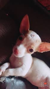 Create your own ad in phoenix free pets to good home. Teacup Chihuahua Puppies For Sale In Az Guide At Puppies Vote Fudge Jp