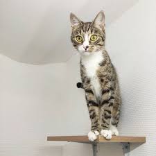 koshka rysya animals cats