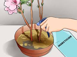 Maybe you would like to learn more about one of these? How To Propagate Rose Of Sharon Cuttings 15 Steps With Pictures
