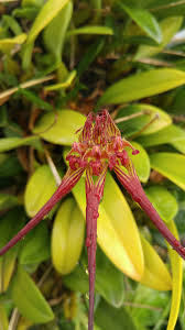 Image result for Bulbophyllum sandersonii