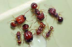 Image result for Antherotoma