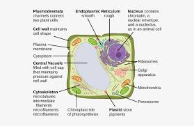 The lysosomes are the cell's garbage disposal. in plant cells, the digestive processes take place in vacuoles. The Central Vacuole Does The Cell Wall Do 544x459 Png Download Pngkit