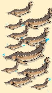 From wikipedia, the free encyclopedia. 10 000 Chinese Sturgeons Released Into Yangtze River Cgtn