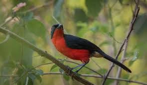 Image result for Erythrococca angolensis