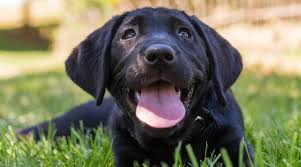 Labrador Dog Names 250 Names For Yellow Black Chocolate Labs