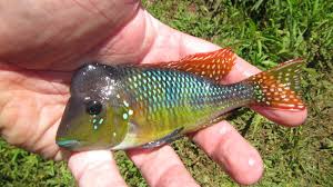 Image result for Galopina circaeoides