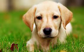 18 x 24 this photographic print is digitally printed on archival photographic paper resulting in vivid, pure color and exceptional detail that is suitable for museum or. Yellow Lab Wallpapers Top Free Yellow Lab Backgrounds Wallpaperaccess