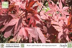 The height and spread of the plant delivered will vary depending on the. Japanischer Blutahorn Acer Palmatum Atropurpureum Fesaja Versand