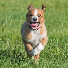 Der österreichische pinscher ist eine alte landrasse mitteleuropas (großraums österreich); Unser Hund Tournatur Online De Der Blog Fur Naturbegeisterte Wohnmobilfahrer