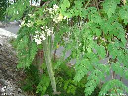 Image result for Moringaceae