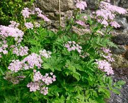 Check spelling or type a new query. Chaerophyllum Hirsutum Roseum Mount Venus Nursery