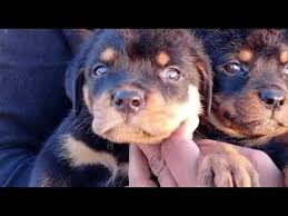 Our rottweiler puppies come with a health guarantee and full akc papers. Puppy Feeding Cerelac We Like Dogs