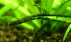 Black Algae In Fish Tank How To Get Rid Of It How To Get Rid Of Black Beard Algae In An Aquarium Fish Tank Plants Tropical Fish Tanks Fish Tank