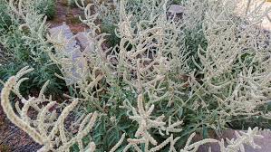 Image result for Aerva leucura