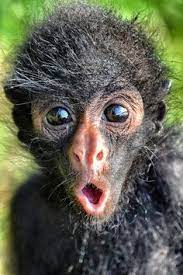 20 Monkeys Pose For The Camera In Hilarious Set Of Snaps Cute Animals Animals Beautiful Animals