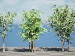 Image result for Acacia brevispica
