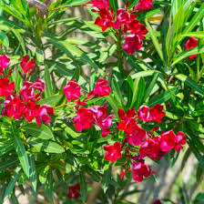 Here's a list of popular flowering shrub options for your consideration. Flowering Trees Arizona Tree Nursery Flowering Trees For Sale Chandler Gilbert And Queen Creek