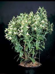 Image result for Bonatea antennifera