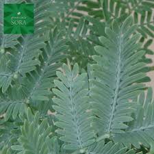 植木 盆栽 アカシアの通販 価格比較 価格 Com