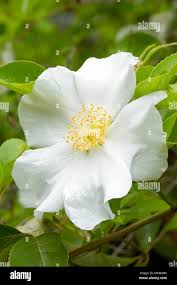 Image result for Rosa laevigata