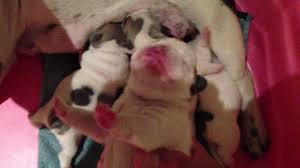 Get advice from breed experts and make a safe choice. Blue French Bulldog Puppies For Sale Blue Pied And Blue Fawn Pied Puppies Available Youtube