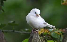 Names Birds That Start With Q White Sparrow Caught On Film Canary Birds White Canary Albino Animals