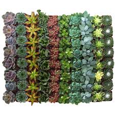 The name cacti or cactus has been adopted by the masses as the universal term to describe succulent plants. Can You Really Eat Succulents Gardening Heavn