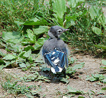 Blue Jay Wikipedia