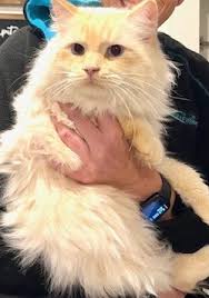 these furry bebes have visited us two nights in a row. I let them chill