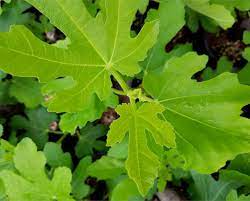 Nitrogen provides raw materials for protein production. Fig Tree Planting Pruning And Harvesting Figs And Why It Doesn T Bear Fruit