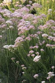 Image result for Eriospermum roseum