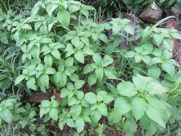 Image result for Acalypha racemosa